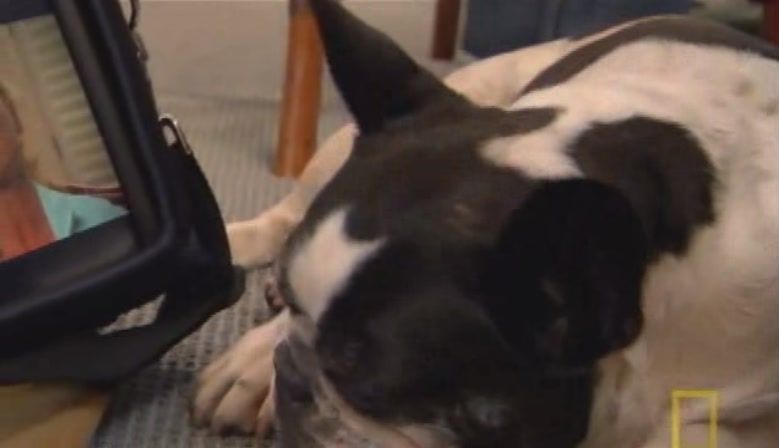 TheDogWhisperer_S03E02-105.jpg