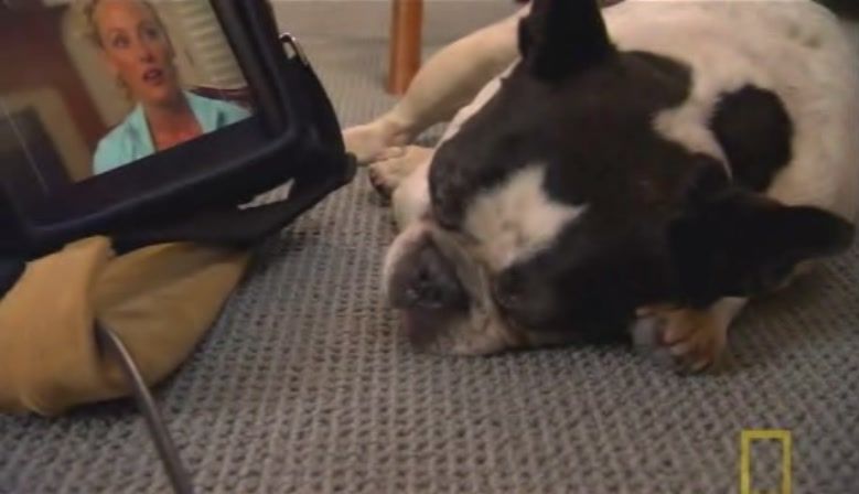 TheDogWhisperer_S03E02-109.jpg