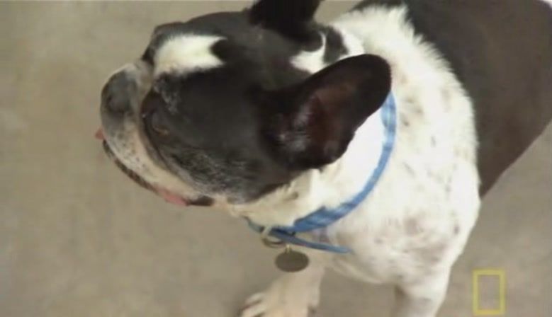 TheDogWhisperer_S03E02-403.jpg