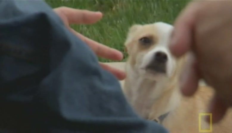 TheDogWhisperer_S03E02-422.jpg