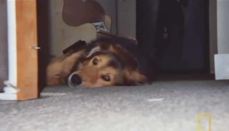 TheDogWhisperer_S03E02-48.jpg