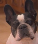 TheDogWhisperer_S03E02-128.jpg