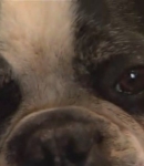 TheDogWhisperer_S03E02-35.jpg