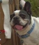 TheDogWhisperer_S03E02-394.jpg