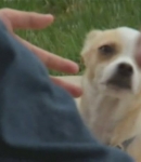 TheDogWhisperer_S03E02-422.jpg