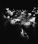 RecentShoots-374.jpg
